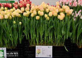 Tulipa Creme Upstar ® (1)